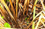 Great smokey mountain sedge